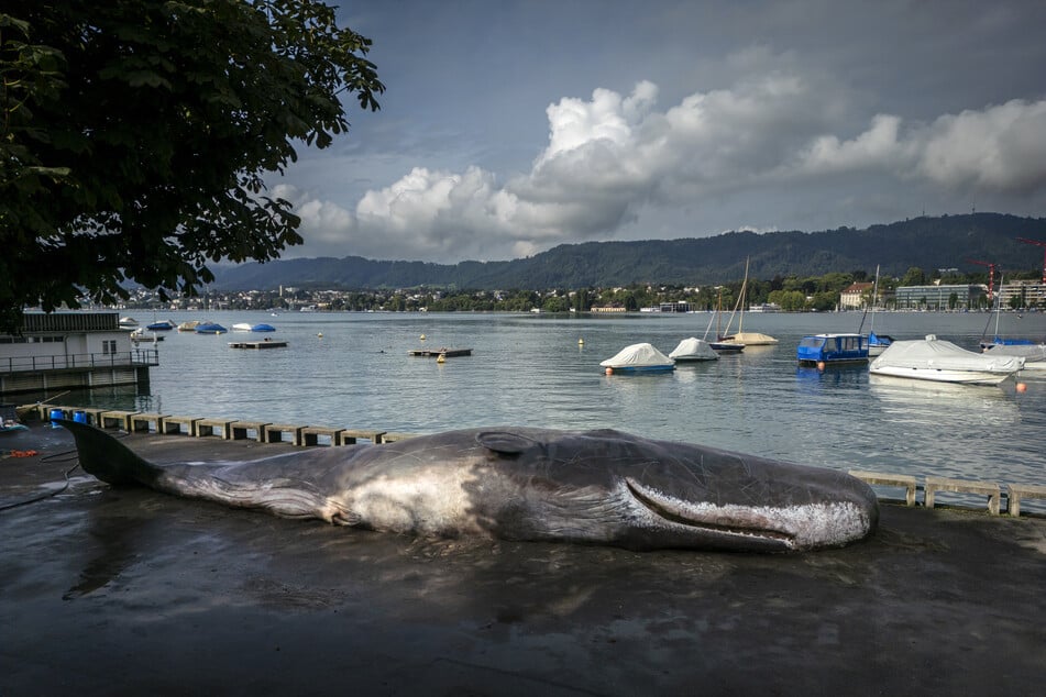 Dieser täuschend echte Pottwal-Kadaver liegt am Zürichsee.