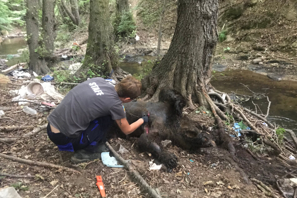 Die Bärenschutzorganisation Arcturos ist die wichtigste Anlaufstelle für verwaiste oder verletzte Bären und Wölfe. Für diese drei Exemplare konnten die Helfer jedoch nichts mehr tun.
