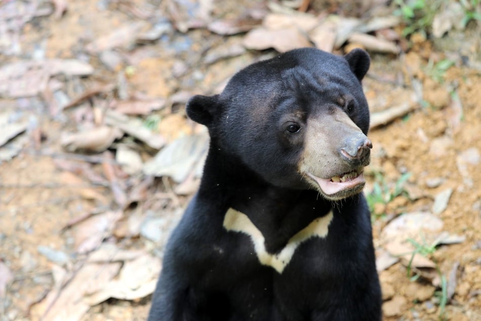 A sun bear at a Chinese zoo went viral after users claimed it was actually a man wearing a costume.