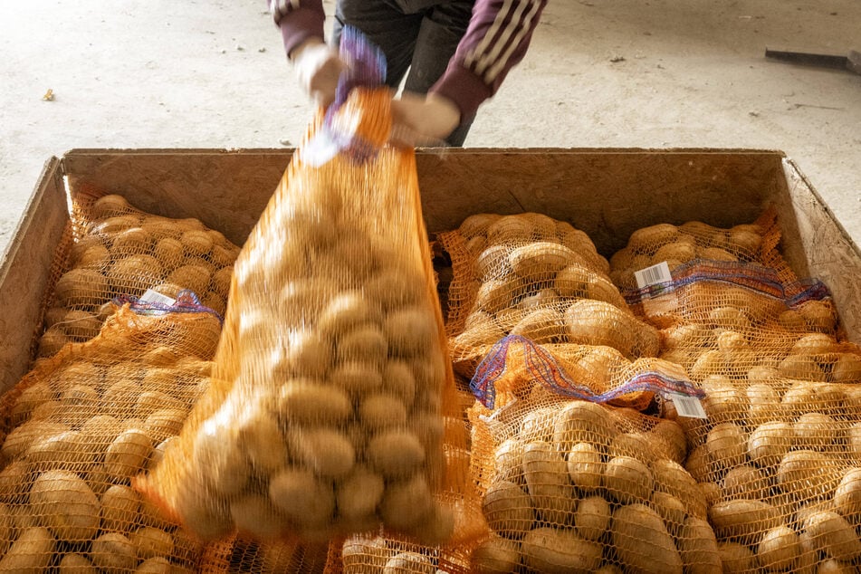 Im vergangenen Jahr waren die Wetterbedingungen für Kartoffeln optimal und Schädlinge selten. (Archivfoto)
