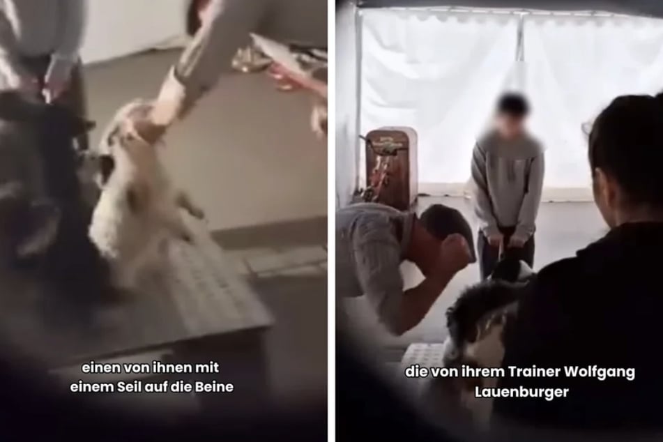 Nach den schweren Vorwürfen der Tierquälerei will der Hundetrainer den Urheber des Videos anzeigen.