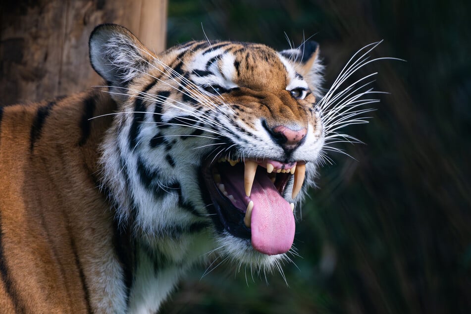 La tigresa Anastasia es ahora una orgullosa madre de su cría. (Imagen de archivo)