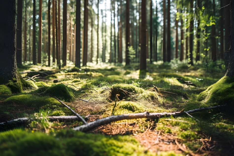 Zum Schutz der Tiere und des Waldes sollte kein Abfall oder Grünschnitt im Forst entsorgt werden. (Symbolbild)