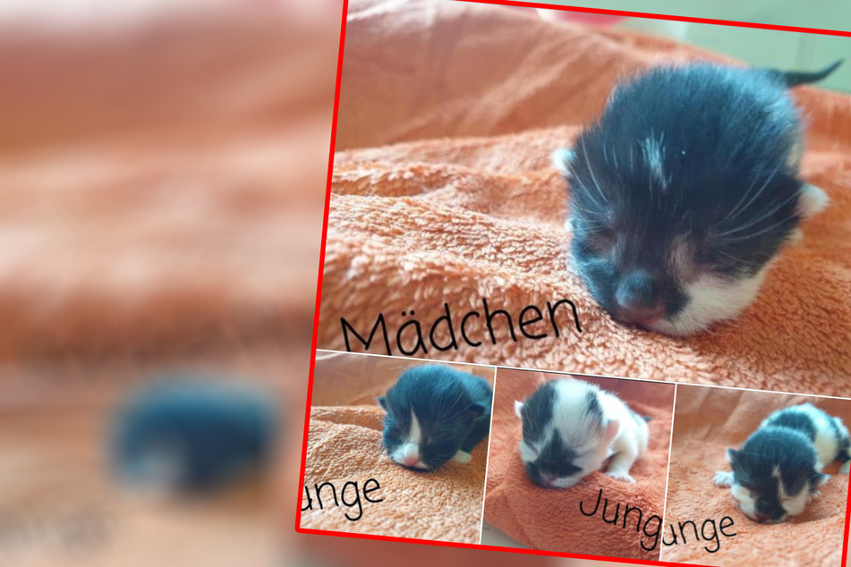 Nachwuchs im Tierheim Delitzsch! Hallo Silvester, Mimi, Günther und Luxi!