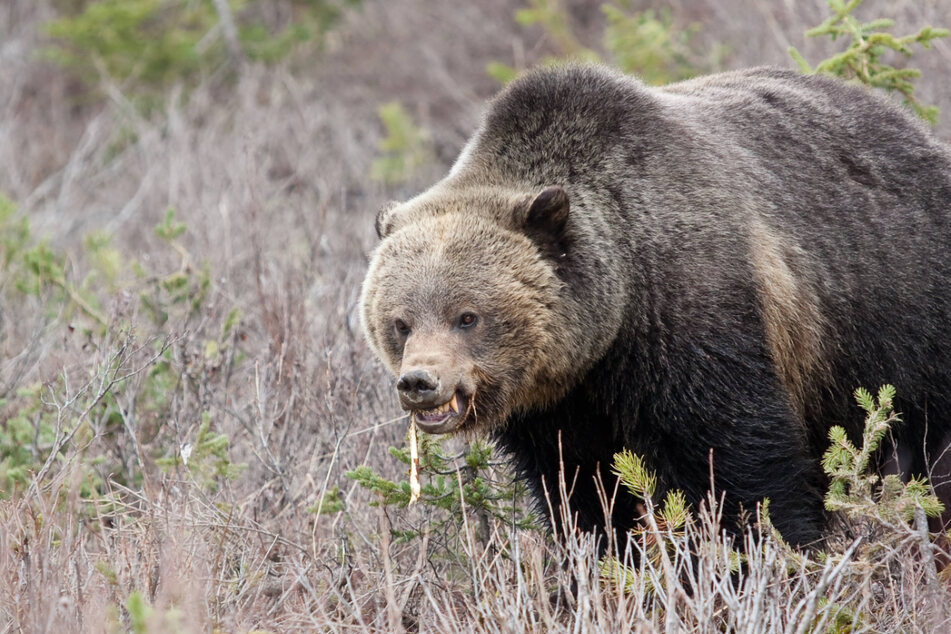 A grizzly bear is believed to have attacked the couple and injured them so badly that they did not survive. (Stock image)