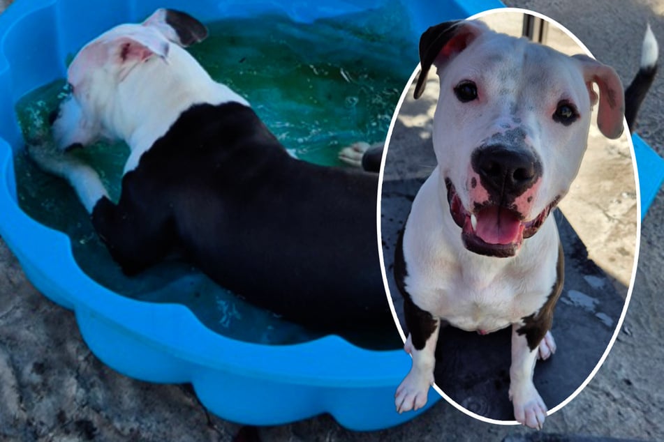 Jonge staffie-mix mist zijn thuis, vindt hij nu nieuwe mensen?