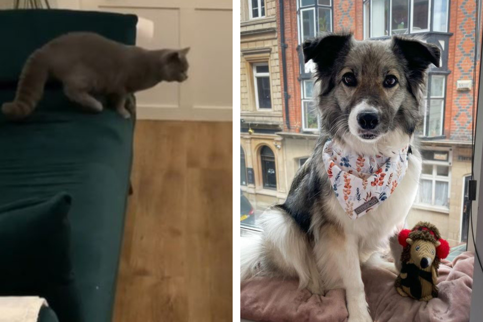 Rescue dog's dramatic reaction to a cat has TikTok crying with laughter!