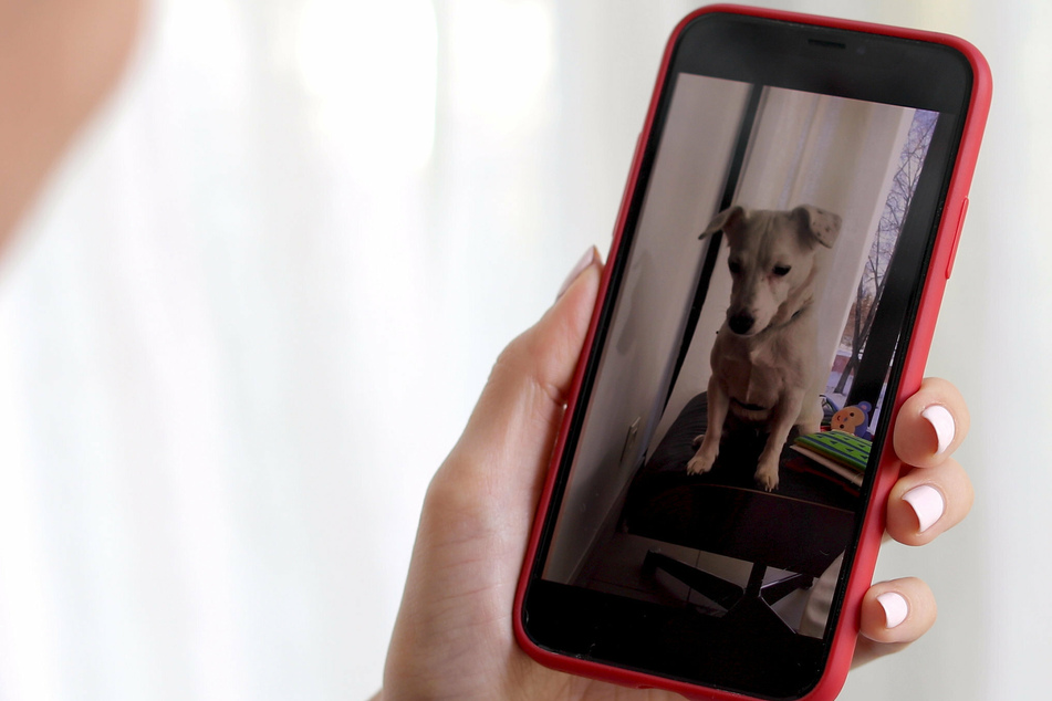 Fido calling: Device that helps dogs call owners could ease pet separation anxiety