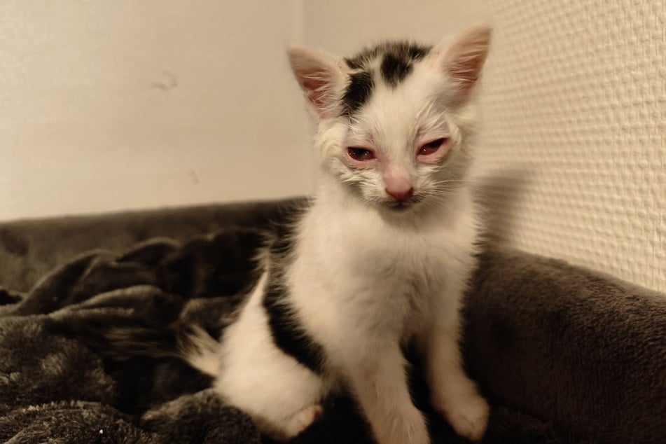 Baby-Katze Pünktchen kam mit einem schlimmen Katzenschnupfen zu Anke und ihrem Verein. Mittlerweile befinde sie sich aber auf dem Weg der Besserung, sagt die Tierschützerin.