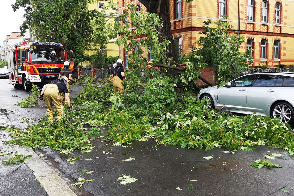 In Dresden-Laubegast stürzten Teile eines Baumes auf ein Auto.