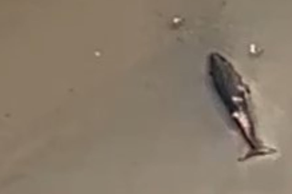 Erneut toter Wal auf Sandbank an der Nordsee angespült
