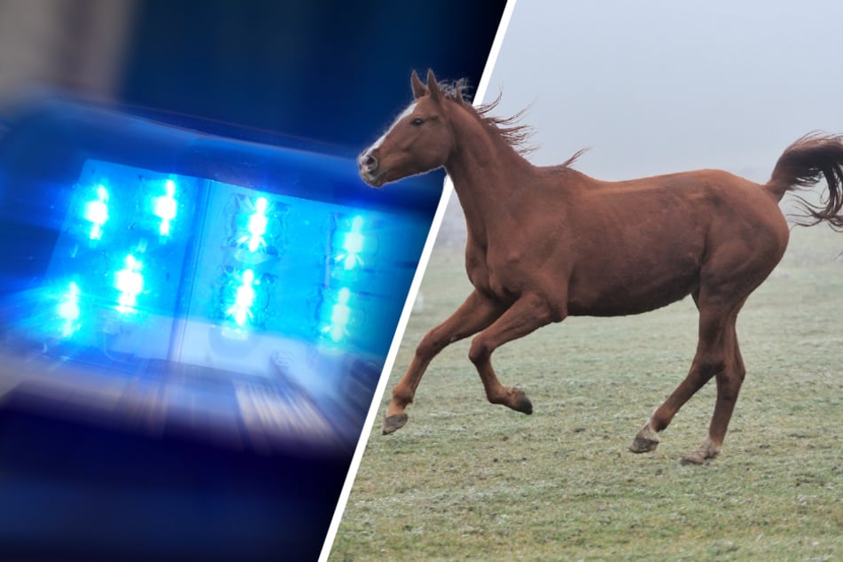 Die Polizei jagte am Samstag zwei Pferden hinterher, die aus einer Koppel ausgebrochen sind (Symbolbild)