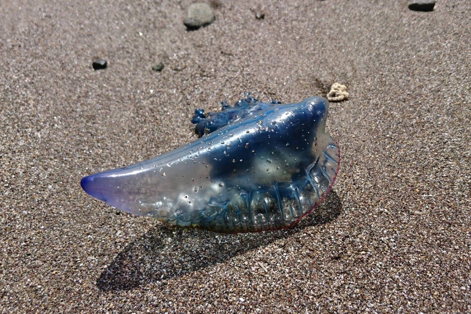 Behördenmitarbeiter und Rettungsschwimmer hätten Medienberichten zufolge etwa 40 Exemplare der giftigen "Bluebottles" entdeckt.