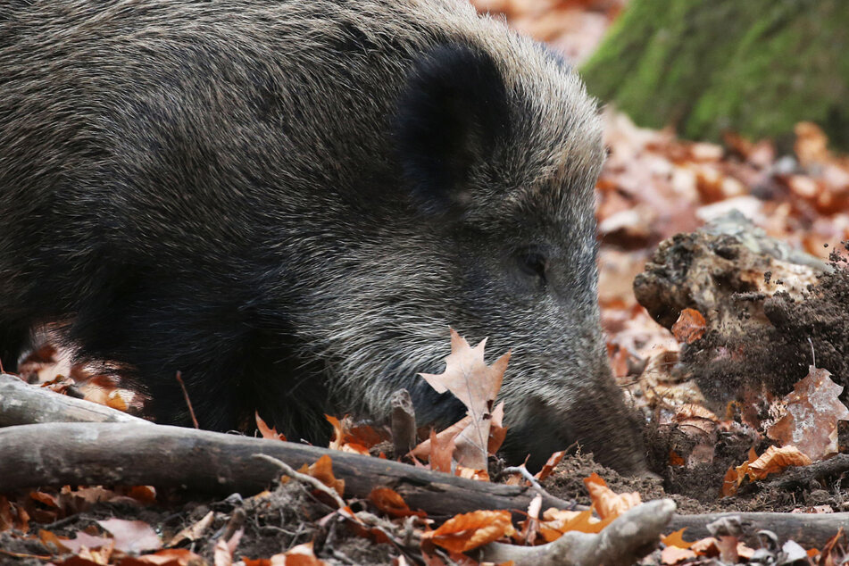 Afrikanische Schweinepest im Landkreis Stendal: Tote Tiere per Webseite melden