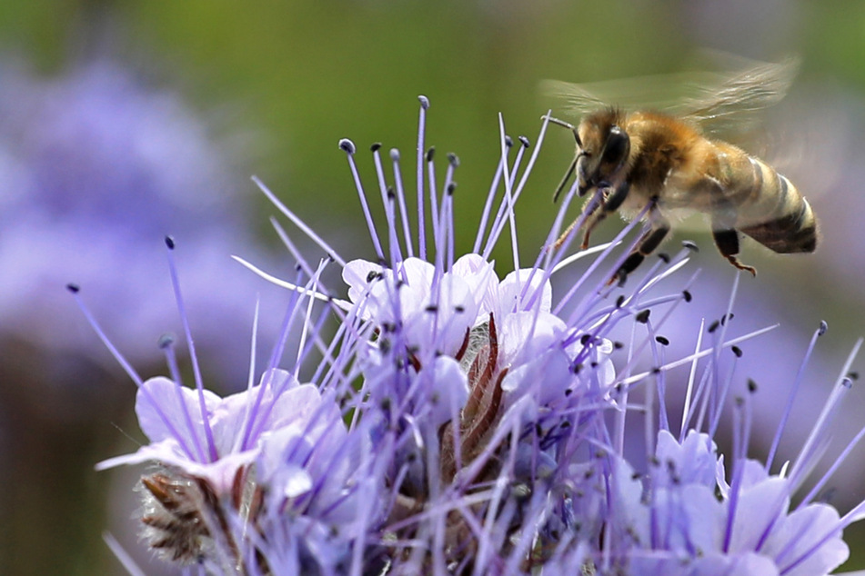 Leipzig: So sollen Wild- und Honigbienen künftig geschützt werden