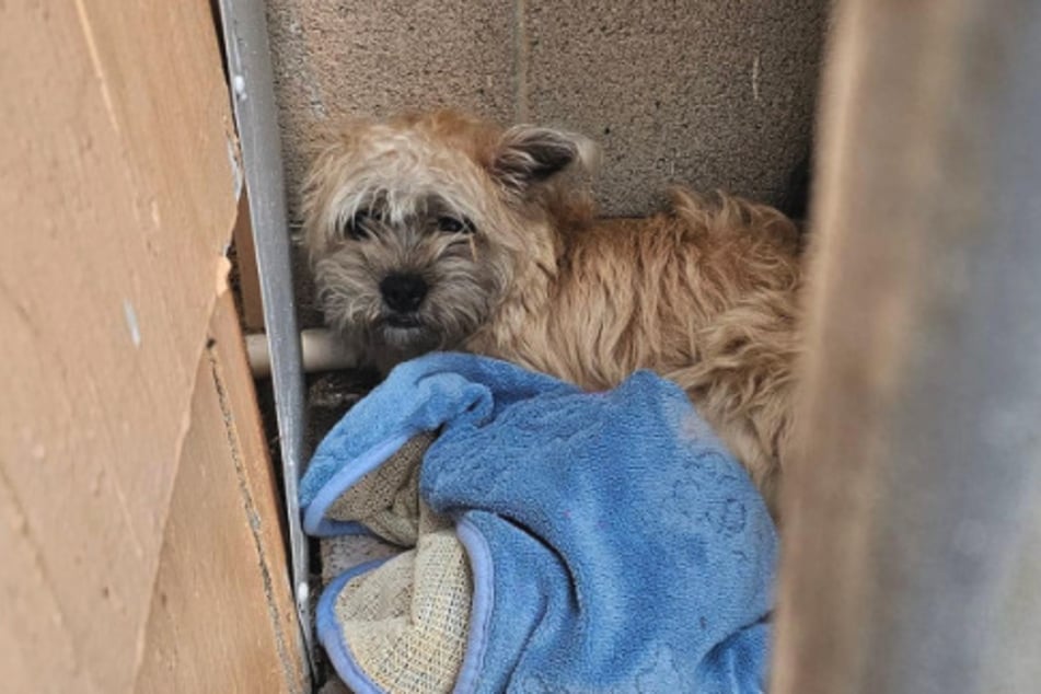 A little dog sat between several garbage cans in an alleyway for five whole days, not knowing what was happening to her.