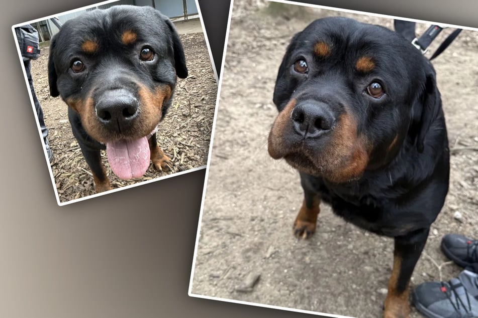 Kuscheliger Riese war jahrelang eingesperrt: Story von Hund Armos ist herzzerreißend