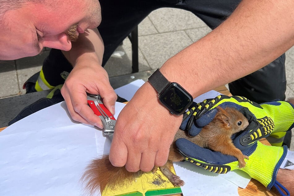 Behutsam haben die tierfreundlichen Feuerwehrleute das Eichkätzchen aus der Klebefalle befreit.