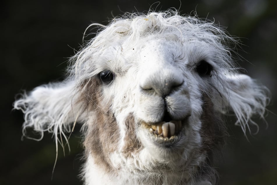 Die Einsatzkräfte konnten die ausgebüxten Lamas nach kurzer Verfolgungsjagd in der Bonner Innenstadt wieder einfangen. (Symbolbild)