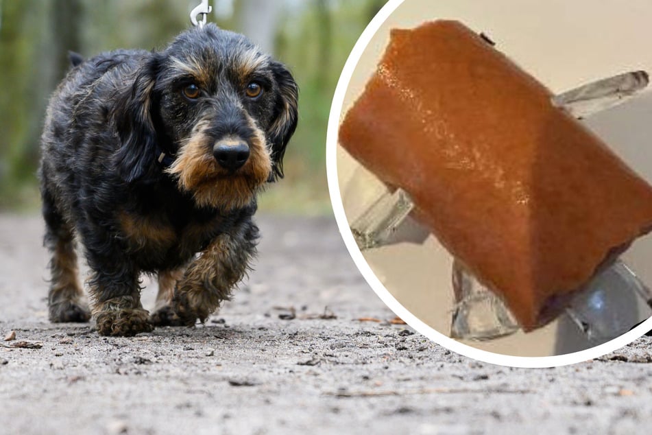 Gefährliche Hundeköder im Norden: Wurst mit Glassplittern präpariert