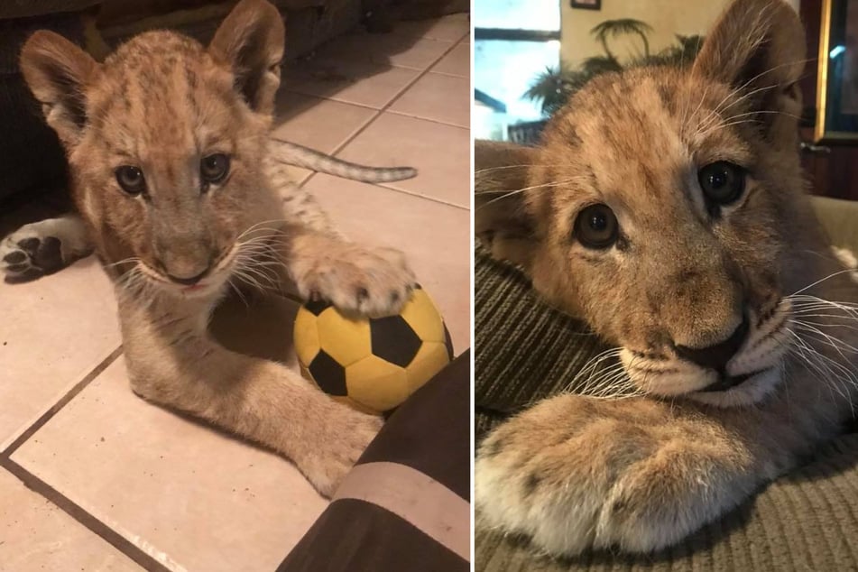 Das Tier wurde im Alter von neun Wochen von der Einrichtung aufgenommen.