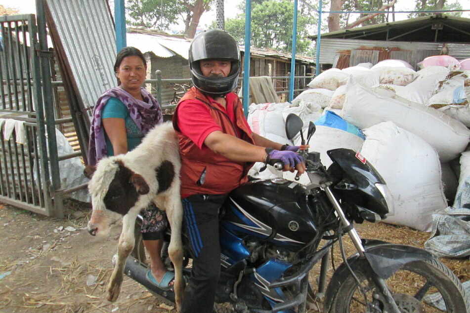 Ram Bahadur Neupane (l.) und eine Helferin transportieren auf dem Motorrad ein streunendes Kalb.
