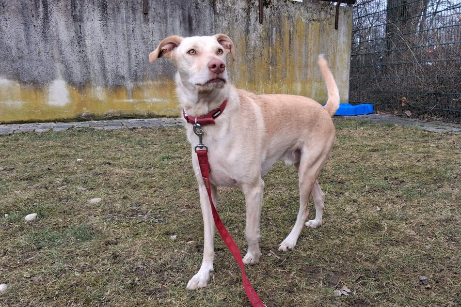 Ichiko es un perro joven y ágil que quiere crecer junto a sus dueños.
