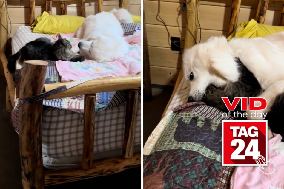 viral videos: Viral Video of the Day for December 5, 2023: Dog fits entire cat sibling's head in mouth during bitey face game!