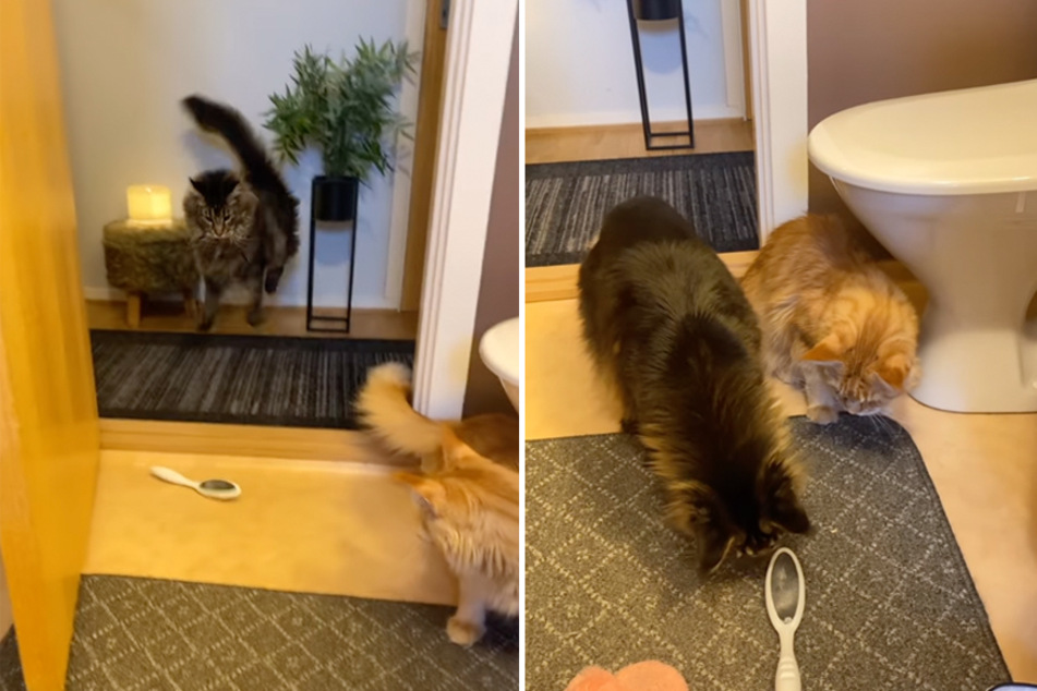 Cat friends get spooked by foot file in air-catching feline style