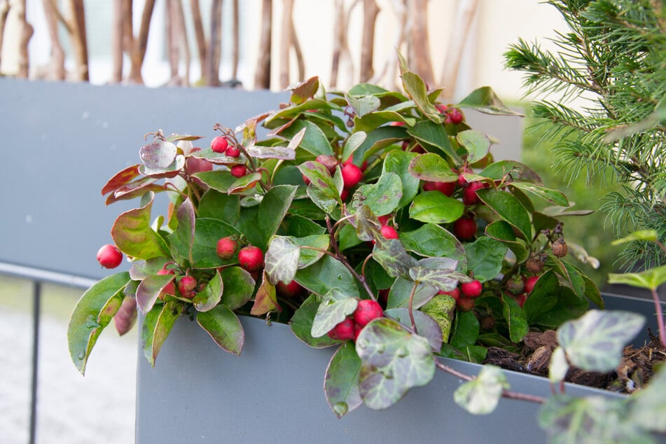 Für Farbakzente im Winter sorgt auch die Scheinbeere.