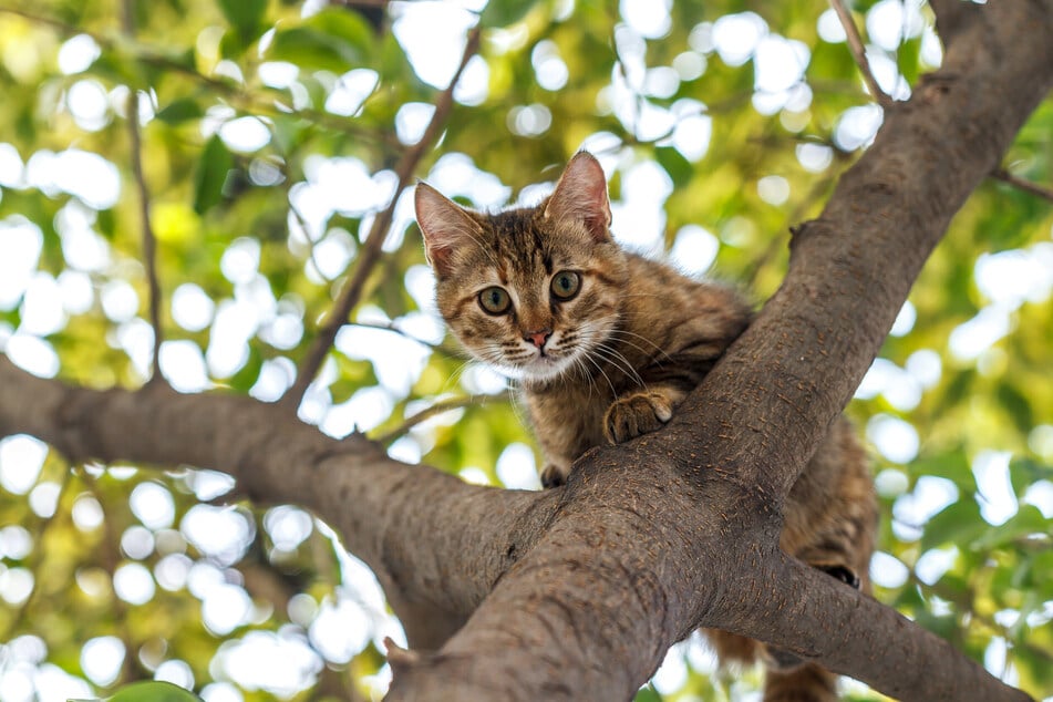 Einige Katzen überschätzen ihre Kletterkünste und kommen von Bäumen nicht mehr hinunter.