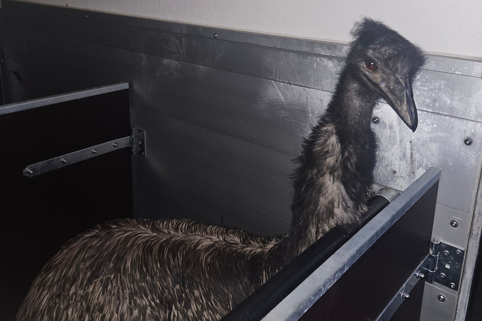 Auf einer Straußenfarm in Schaafheim wartet der entlaufene Emu jetzt auf seinen rechtmäßigen Besitzer.