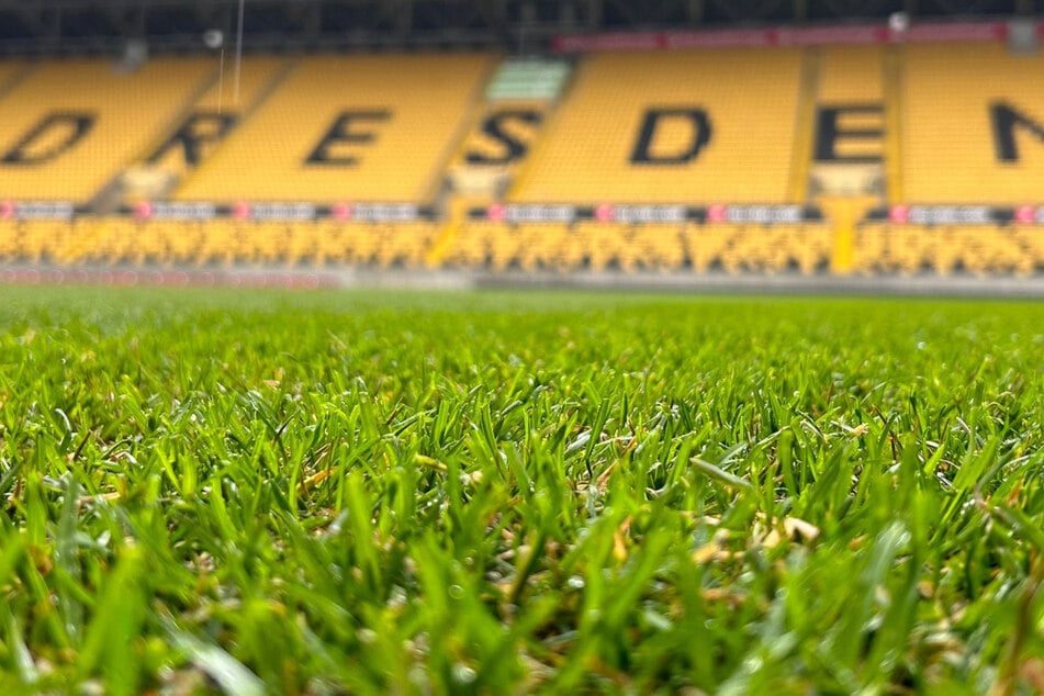 Neues Grün für die Profis! Die Spielfläche im Dresdner Rudolf-Harbig-Stadion wurde ausgetauscht.