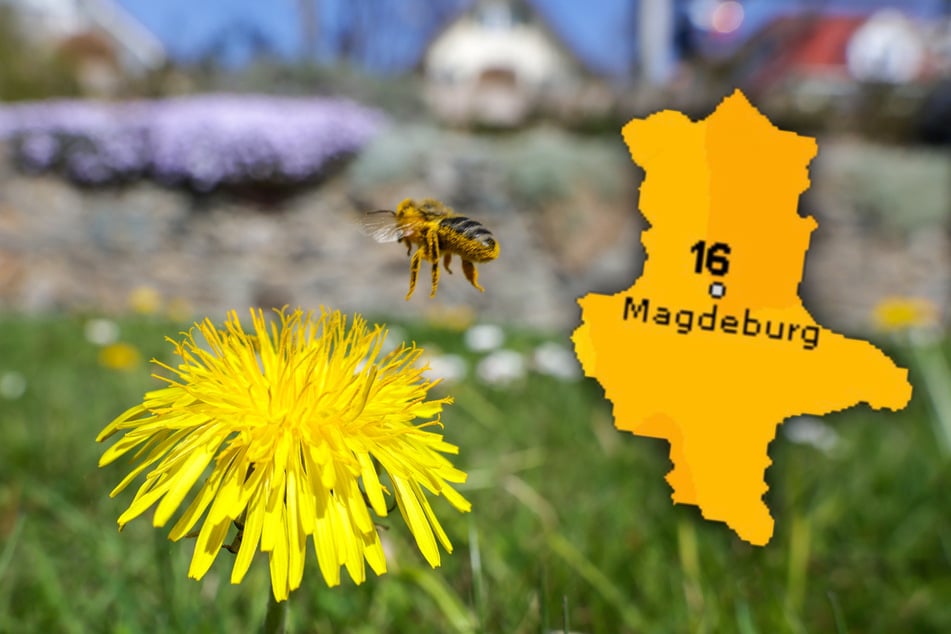 Erst Regen, dann Sonne: Sachsen-Anhalt steht eine milde Frühlingswoche bevor