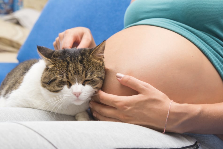 Cats will notice how warm their human's belly gets during pregnancy.
