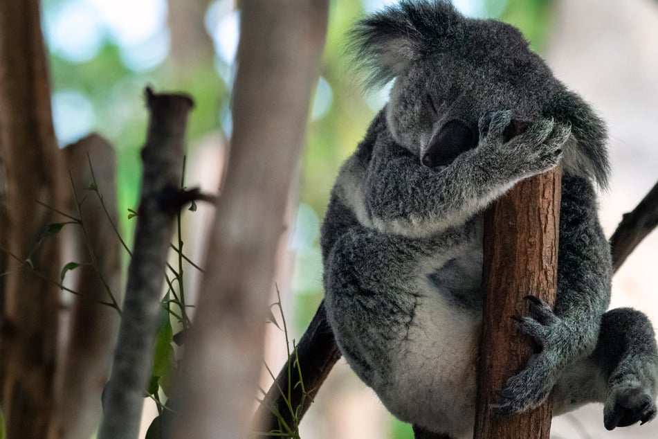 Bisher reagieren die beiden Koala-Damen nahezu gleichgültig auf den unerfahrenen Jungbären. (Symbolbild)