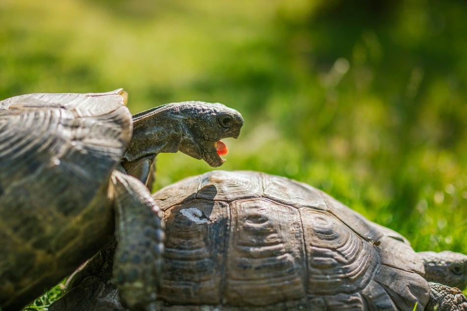 Bei der Gruppenhaltung von Schildkröten muss man auf einen ausgewogenen Besatz achten.