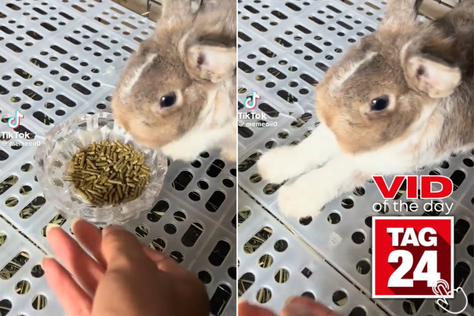 viral videos: Viral Video of the Day for June 10, 2025: Bunny refuses food in the most dramatic way!