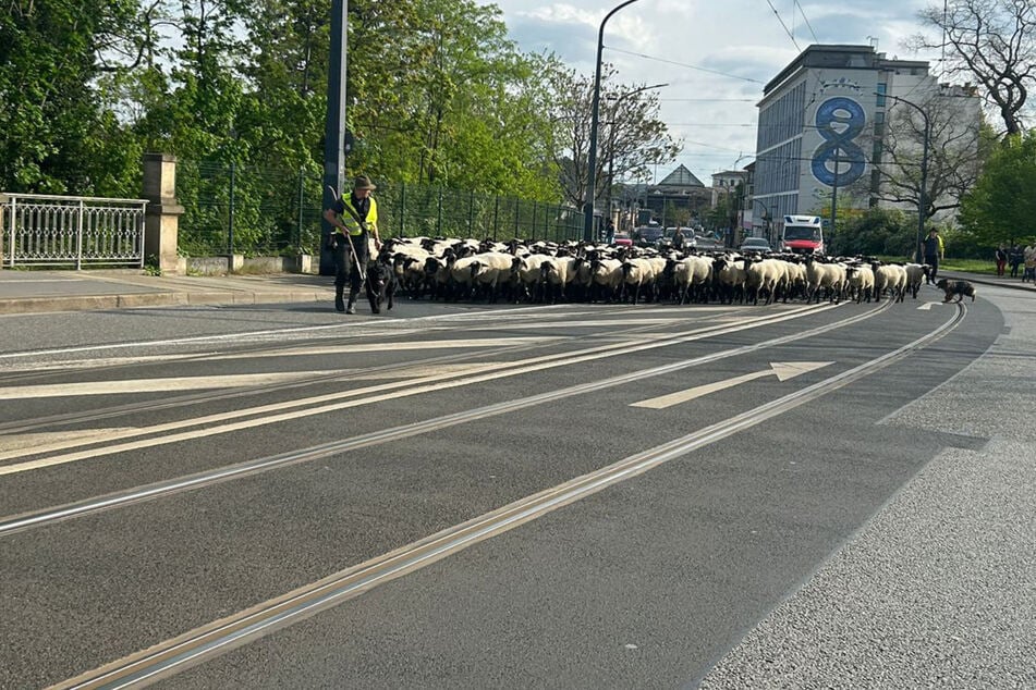 Dresden: Reif für den Sommer! Knapp 500 Schafe überqueren Marienbrücke