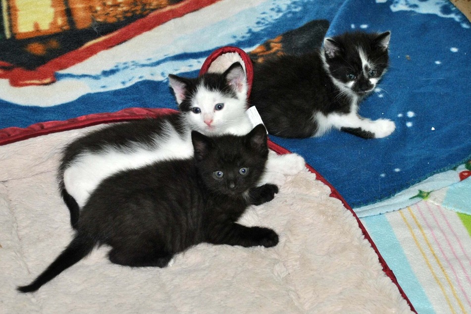 In der Katzenstube des Tierheims ist einiges los!