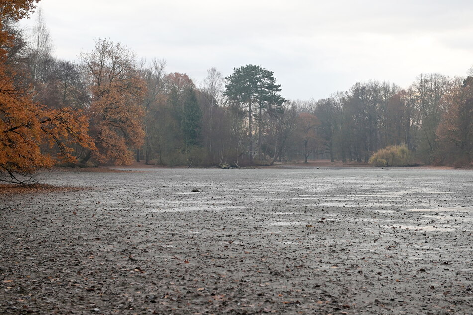 Damit der Schlamm schrumpft, bleibt der große Stadtparkteich in diesem Winter trocken.