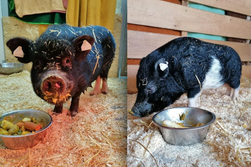 Minischweine Sonja (l.) und Willi (r.) sind Eltern geworden.