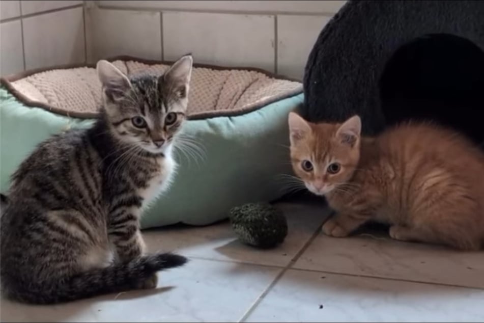 Die kleinen Katzen sind noch sehr verspielt.