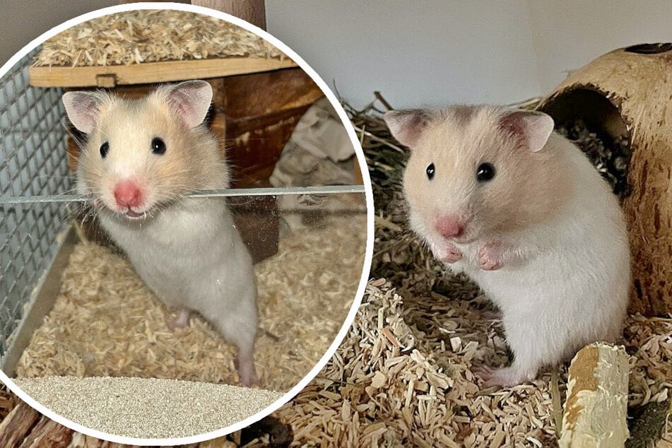 Hamster Hamerica sehnt sich nach einem artgerecht gestalteten Zuhause.