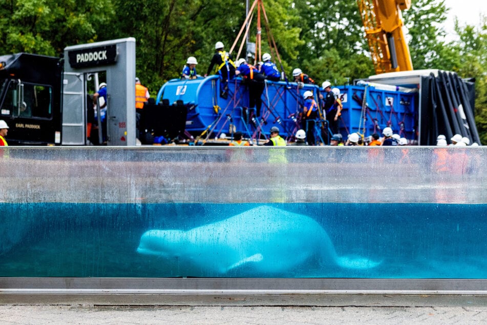 Acht Tiere aus Marineland fanden im Juli ein neues Zuhause im Shedd Aquarium in Chicago. Drei von ihnen - Osiris, Peekachu und Rain - sind inzwischen gestorben. (Archivfoto)