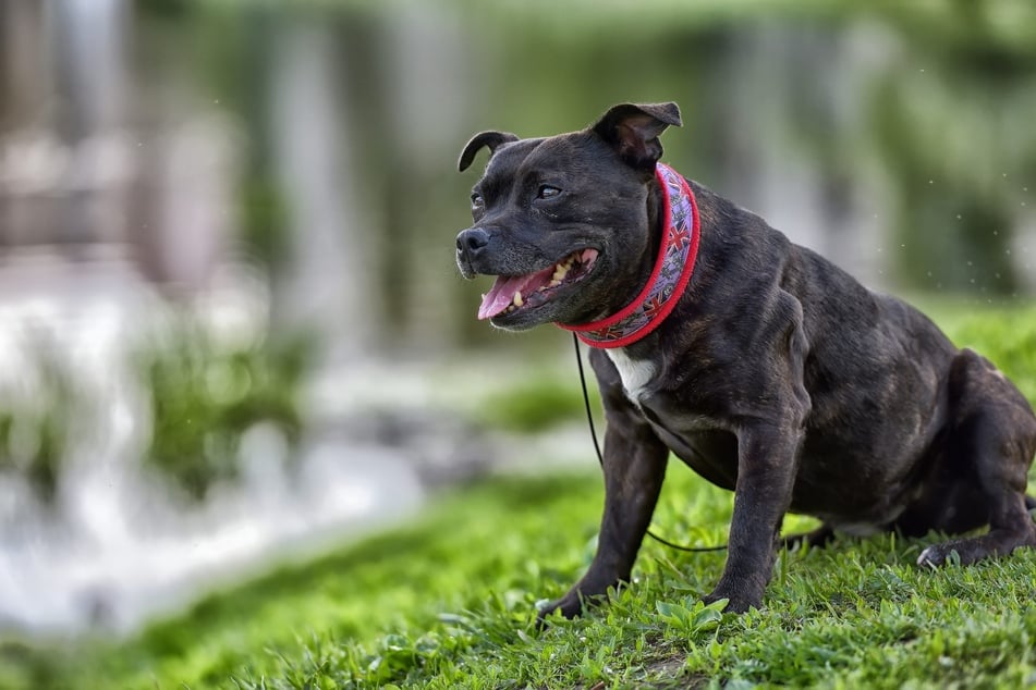 Eine Frau wurde von einem Stafford-Terrier angefallen und gebissen. (Symbolfoto)