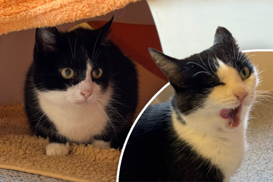 Katzen haben nach Tod von Besitzer nur noch einander: Was wird nun aus Mia und Liz?