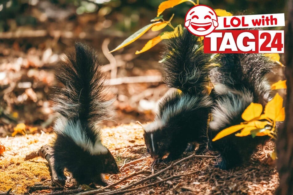 Joke of the Day for February 2, 2026: A stinking silly