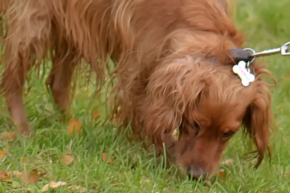 Hund hat Hunger und nascht auf einem Feld: Kopf angeschwollen - Besitzerin hat diese Warnung!