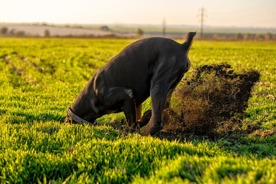Digging is actually good for dogs, as it helps them maintain their claws.